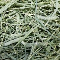 Gambar HAY Timothy by Rabbit Hole Hay 1 KG, Rumput Kering Makanan Kelinci dll dari Exigo Rabbitry Kota Administrasi Jakarta Timur 2 Tokopedia