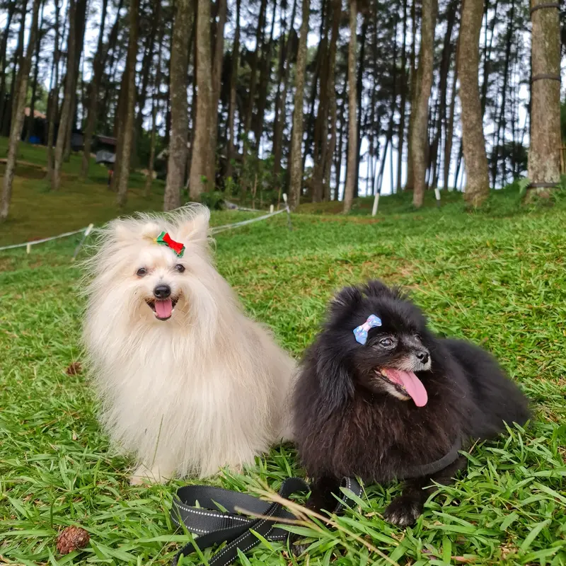 daime furkids- jepitan anjing kucing / jepit bulu hewan / pita hewan 0
