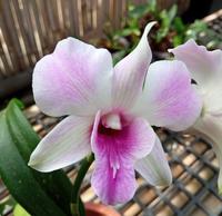 Gambar [ DEWASA ] Dendrobium Burana Pearl Pink: Keindahan yang Memikat dari Sandi Orchid Garden Kota Depok 1 Tokopedia