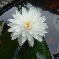 Gambar Double White ( Teratai import , Hardy waterlily ) dari angelus stores Kab. Kediri 2 Tokopedia