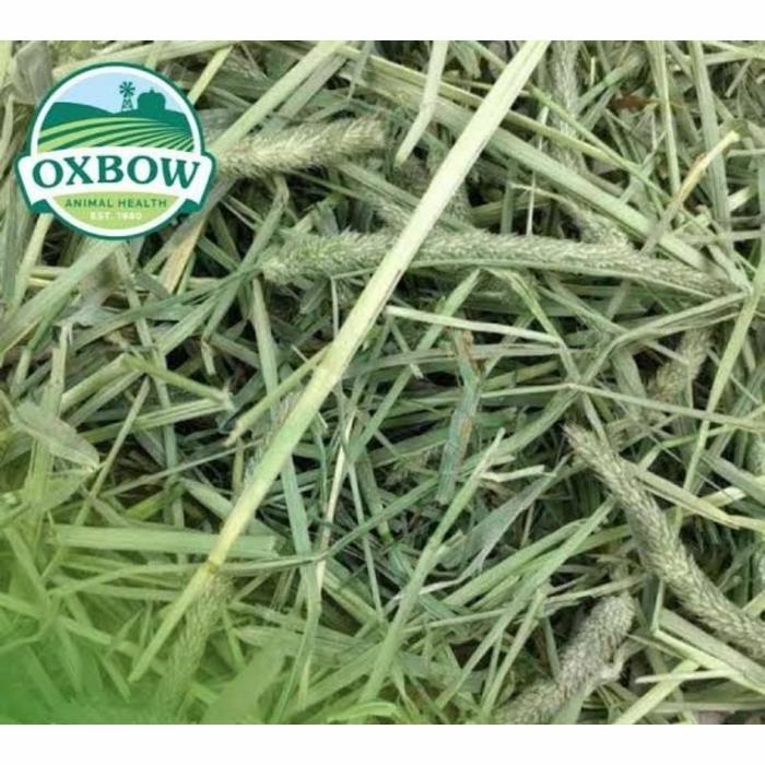 Gambar Rumput Hay Timothy Merk OXBOW 1 KG, Rumput Kering Makanan Kelinci dari Exigo Rabbitry Kota Administrasi Jakarta Timur Tokopedia