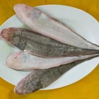 Gambar Ikan Lidah Segar Berkualitas | Ikan Segar | 1 Kilogram dari IKAN SEGAR SRIRIZKI Kota Administrasi Jakarta Selatan 2 Tokopedia