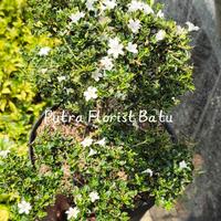 Gambar Bonsai Tanaman Mirten Melati Jepang XL dari Putra florist batu Kota Batu 3 Tokopedia