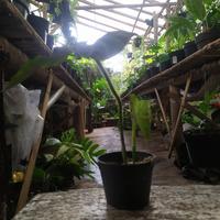 Gambar philodendron verucosum ekonomis dari rumahmbakuut Kota Administrasi Jakarta Timur 2 Tokopedia