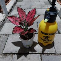 Gambar Aglonema Konkom dari Fajarcooler Kota Tangerang 2 Tokopedia