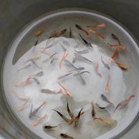 Gambar anakan ikan guppy isi 20 ekor dari Om_ikan86 Kota Lhokseumawe 2 Tokopedia