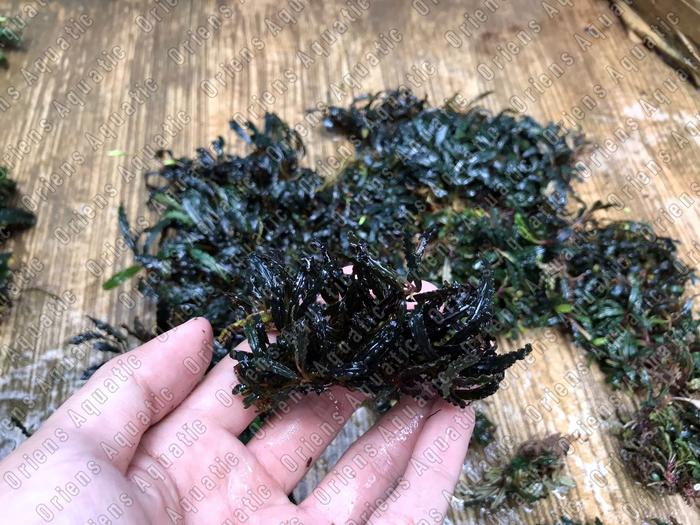 Gambar Tanaman Aquascape-Bucephalandra Micro Catherine Buce Mini Black Velvet dari Oriens Shop Kota Bekasi Tokopedia