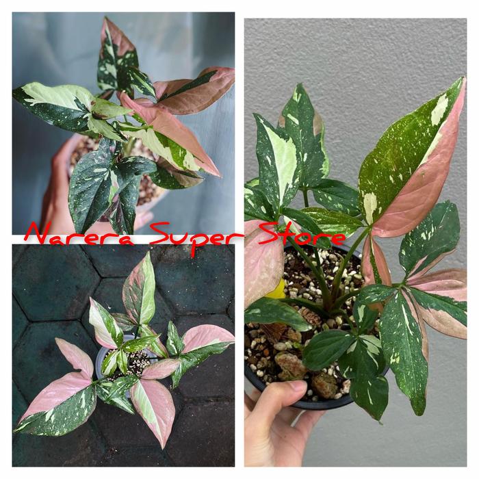 Gambar Syngonium Red Spot Tricolor Three Colors Singonium 3 Warna Ekonomis dari Narera Super Store Kota Administrasi Jakarta Barat Tokopedia