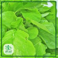 Gambar Bayam Hijau - Sayur Kendal - 1000gr dari Sayur Kendal Menteng Kota Administrasi Jakarta Pusat 2 Tokopedia