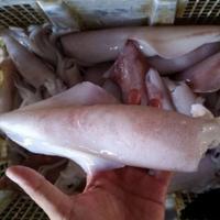 Gambar Cumi Cumi Segar | Besar | Seafood Segar | 500 Gram dari IKAN SEGAR SRIRIZKI Kota Administrasi Jakarta Selatan 1 Tokopedia