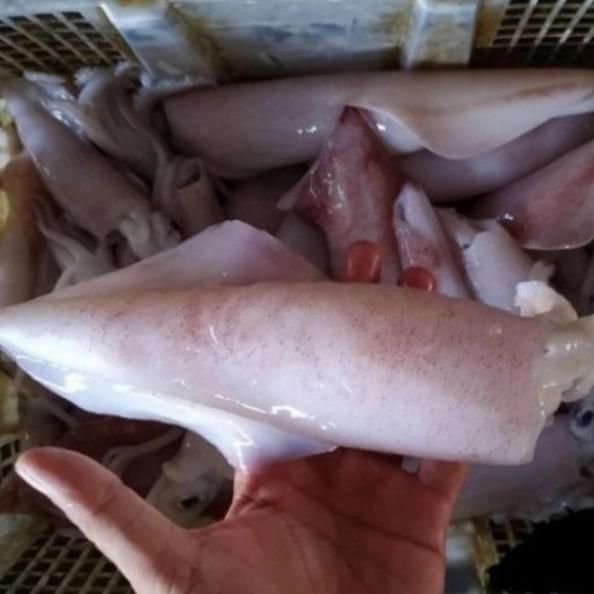 Gambar Cumi Cumi Segar | Besar | Seafood Segar | 500 Gram dari IKAN SEGAR SRIRIZKI Kota Administrasi Jakarta Selatan Tokopedia