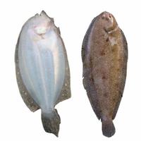 Gambar Ikan Sebelah Segar | Ikan Segar | 1 Kilogram dari IKAN SEGAR SRIRIZKI Kota Administrasi Jakarta Selatan 2 Tokopedia