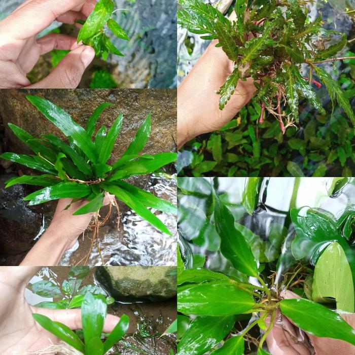 Gambar Paket 5 jenis tanaman low co2 aquascape dari Aquaticfarm Kab. Bogor Tokopedia