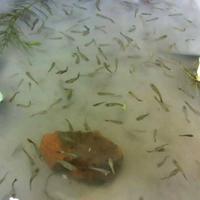 Gambar anakan ikan guppy isi 20 ekor dari Om_ikan86 Kota Lhokseumawe 3 Tokopedia