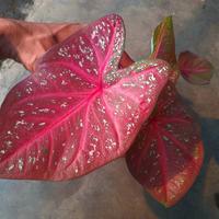 Gambar tanaman hias keladi siap pajang keladi red twister Tseris real pick dari trisnokeladi Kab. Purbalingga 2 Tokopedia