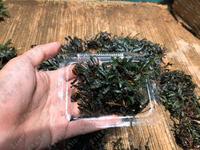 Gambar Tanaman Aquascape-Bucephalandra Micro Catherine Buce Mini Black Velvet dari Oriens Shop Kota Bekasi 3 Tokopedia