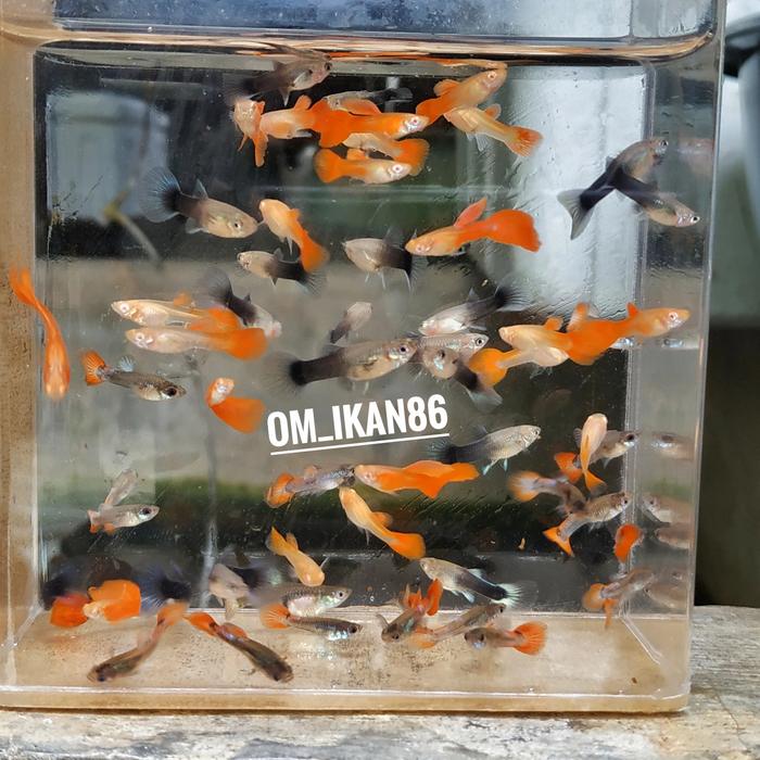 Gambar anakan ikan guppy isi 20 ekor dari Om_ikan86 Kota Lhokseumawe Tokopedia