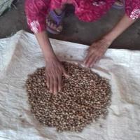 Gambar Bubuk Buah Biji Bidara Arab Sidr Obat Ruqyah 1kg MURNI dari toko poper Kota Surabaya 5 Tokopedia