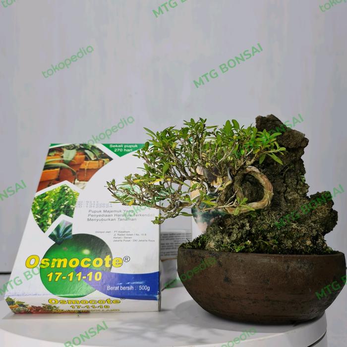 Gambar DECASTAR / OSMOCOTE 17-11-10 Pupuk Untuk Bonsai Kemasan 500 Gram dari mtgbonsai Kota Semarang Tokopedia