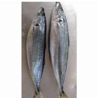Gambar Ikan Salem Segar | Ikan Segar | 500 Gram dari IKAN SEGAR SRIRIZKI Kota Administrasi Jakarta Selatan 1 Tokopedia