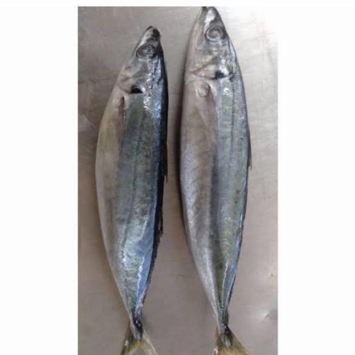 Gambar Ikan Salem Segar | Ikan Segar | 500 Gram dari IKAN SEGAR SRIRIZKI Kota Administrasi Jakarta Selatan Tokopedia