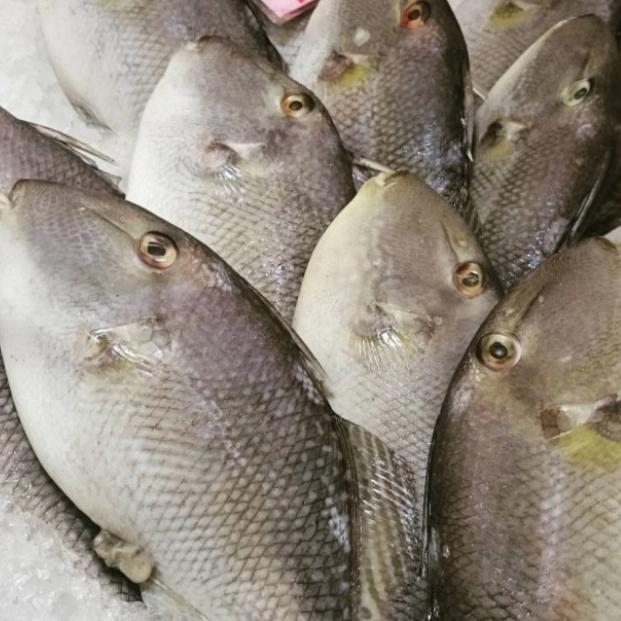 Gambar Ikan Ayam Ayam Segar | Ikan Segar | 1 Kilogram dari IKAN SEGAR SRIRIZKI Kota Administrasi Jakarta Selatan Tokopedia