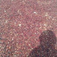 Gambar Bubuk Buah Biji Bidara Arab Sidr Obat Ruqyah 1kg MURNI dari toko poper Kota Surabaya 4 Tokopedia