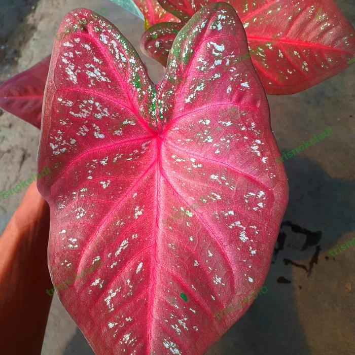 Gambar tanaman hias keladi siap pajang keladi red twister Tseris real pick dari trisnokeladi Kab. Purbalingga Tokopedia