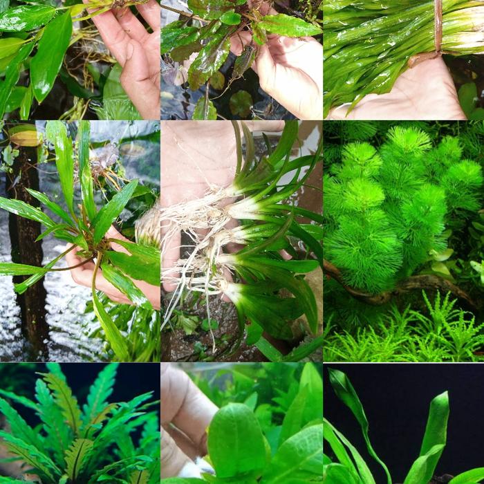 Gambar paket 10 jenis tanaman low co2 aquascape dari Aquaticfarm Kab. Bogor Tokopedia