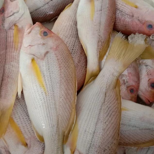 Gambar Ikan Ekor Kuning Segar Berkualitas | Ikan Segar | 1 Kilogram dari IKAN SEGAR SRIRIZKI Kota Administrasi Jakarta Selatan Tokopedia