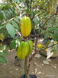Gambar Pupuk Belimbing Cepat Berbuah Lebat Pupuk Booster Belimbing dari Pupuk Petani Organik Kab. Bantul 3 Tokopedia