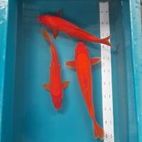 Gambar benigoi merah pekat size 35cm merah tembus perut dari Blessingkoi Kota Administrasi Jakarta Barat 4 Tokopedia