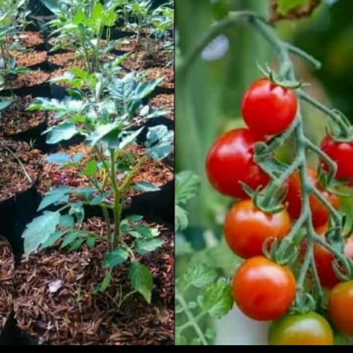 Gambar Bibit Tanaman Tomat Cherry/ Tomat Ceri Sudah Berbuah dari Jo BibitStore Kab. Kediri Tokopedia
