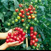 Gambar Bibit Tanaman Tomat Cherry/ Tomat Ceri Sudah Berbuah dari Jo BibitStore Kab. Kediri 3 Tokopedia