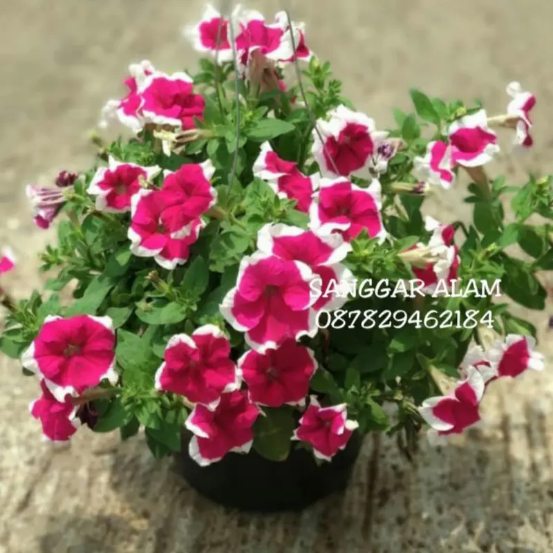 paket hemat/paket tanaman gantung 2