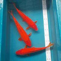 Gambar benigoi merah pekat size 35cm merah tembus perut dari Blessingkoi Kota Administrasi Jakarta Barat 2 Tokopedia