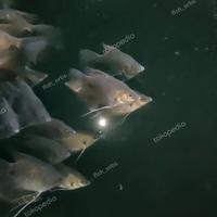 Gambar Hiasan Aquarium Gurame Sabah dari wdfish Kota Administrasi Jakarta Timur 2 Tokopedia