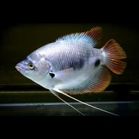 Gambar Hiasan Aquarium Gurame Sabah dari wdfish Kota Administrasi Jakarta Timur 1 Tokopedia