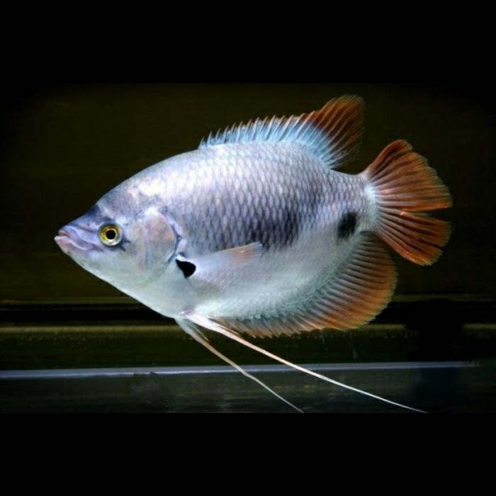 Gambar Hiasan Aquarium Gurame Sabah dari wdfish Kota Administrasi Jakarta Timur Tokopedia