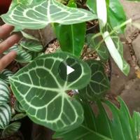 Gambar tanaman ibu hj. ferani dari FIDELYA PLANTS Kota Tangerang Selatan 1 Tokopedia