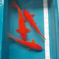Gambar benigoi merah pekat size 35cm merah tembus perut dari Blessingkoi Kota Administrasi Jakarta Barat 3 Tokopedia