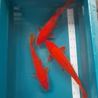 Gambar benigoi merah pekat size 35cm merah tembus perut dari Blessingkoi Kota Administrasi Jakarta Barat 1 Tokopedia