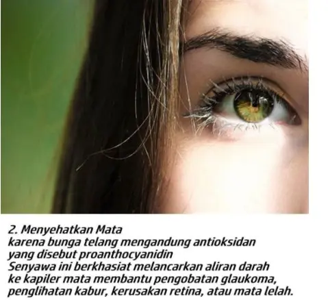 TEH BUNGA TELANG ALAMI BUTERFLY PEA Air Tea 3