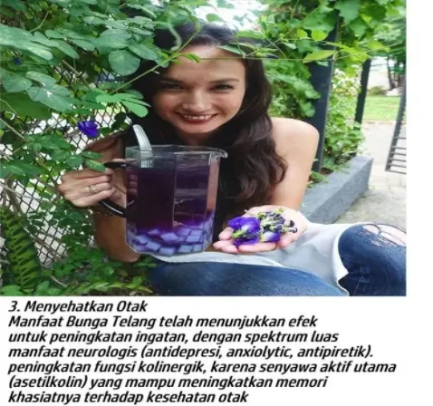 TEH BUNGA TELANG ALAMI BUTERFLY PEA Air Tea 4