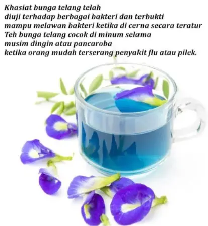 TEH BUNGA TELANG ALAMI BUTERFLY PEA Air Tea 1