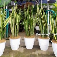Gambar sensivera besar / Lida mertua / tanaman hias dari kayla flora Kota Administrasi Jakarta Utara 5 Tokopedia