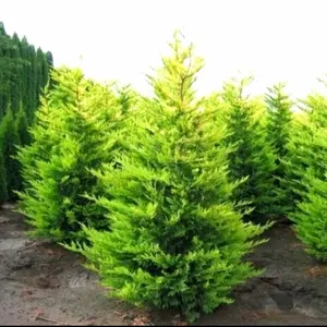 Tanaman Hias Cemara Rentes/ Cemara wangi/ bibit unggul siap tanam