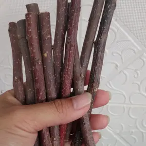 kayu apel gigitan hamster