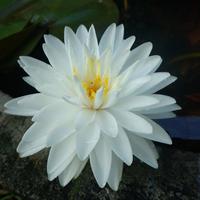 Gambar Double White ( Teratai import , Hardy waterlily ) dari angelus stores Kab. Kediri 4 Tokopedia