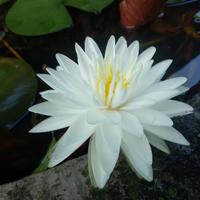 Gambar Double White ( Teratai import , Hardy waterlily ) dari angelus stores Kab. Kediri 3 Tokopedia